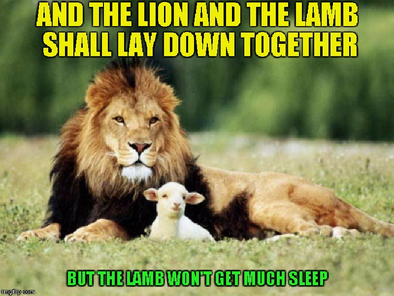 This image is a humorous meme featuring a lion and a lamb lying down together in a grassy field. The lion, with its majestic mane, is resting its head near the small, white lamb, creating a peaceful and unlikely pairing. The image is overlaid with bold yellow text that reads, 'AND THE LION AND THE LAMB SHALL LAY DOWN TOGETHER' at the top, referencing a biblical prophecy about harmony and peace. At the bottom, another line of text humorously adds, 'BUT THE LAMB WON’T GET MUCH SLEEP'
